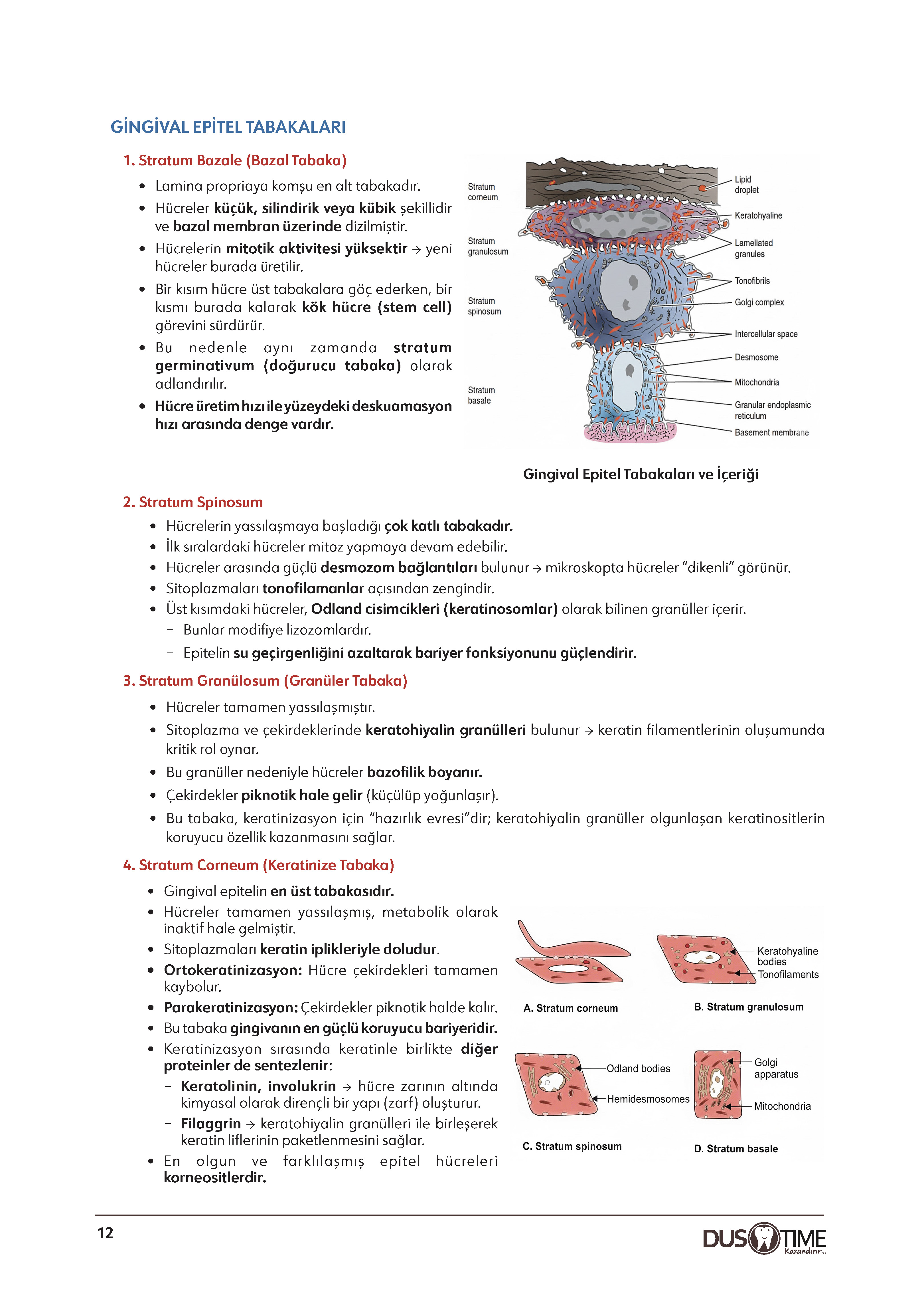 Periodontoloji
