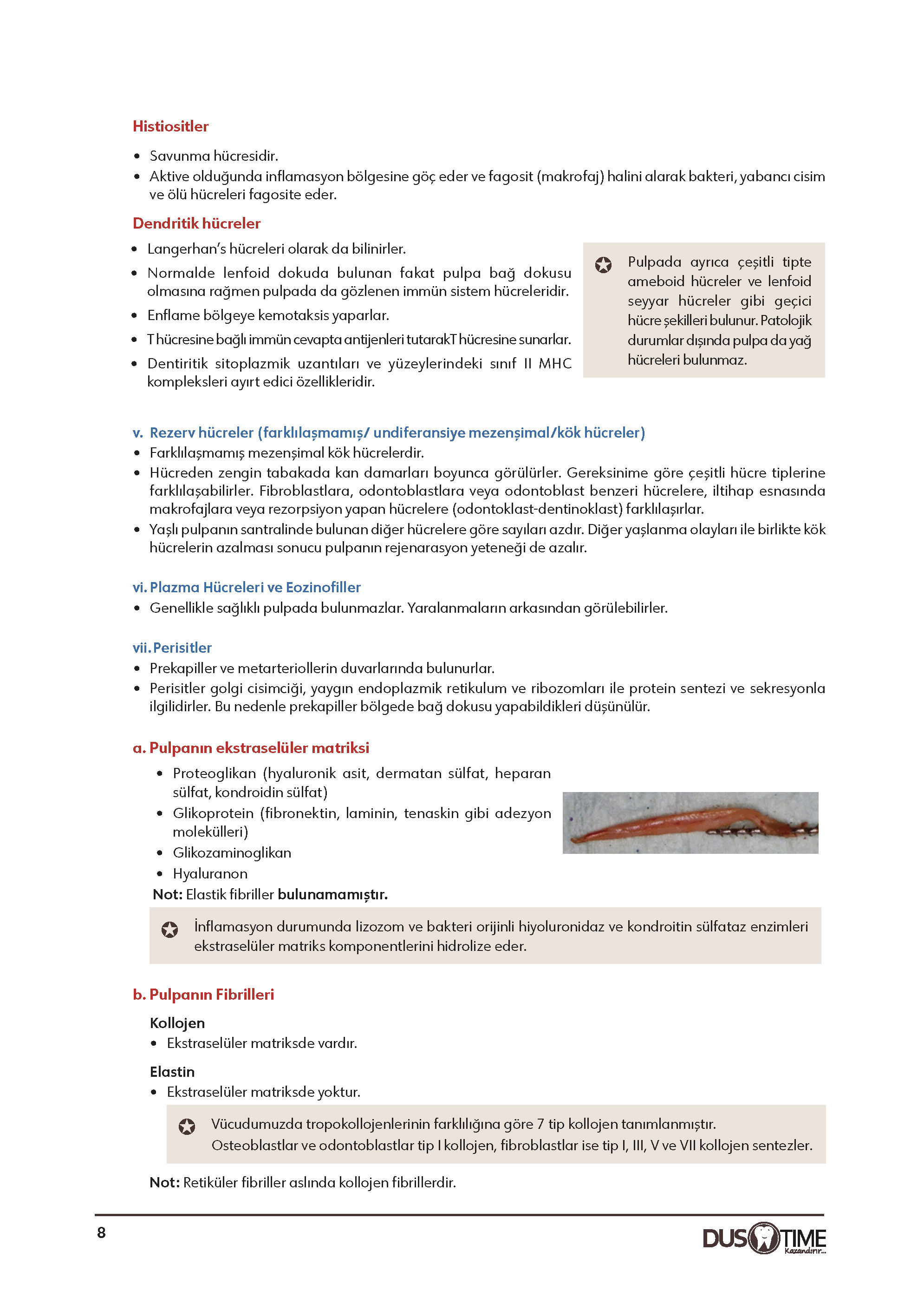 Endodonti