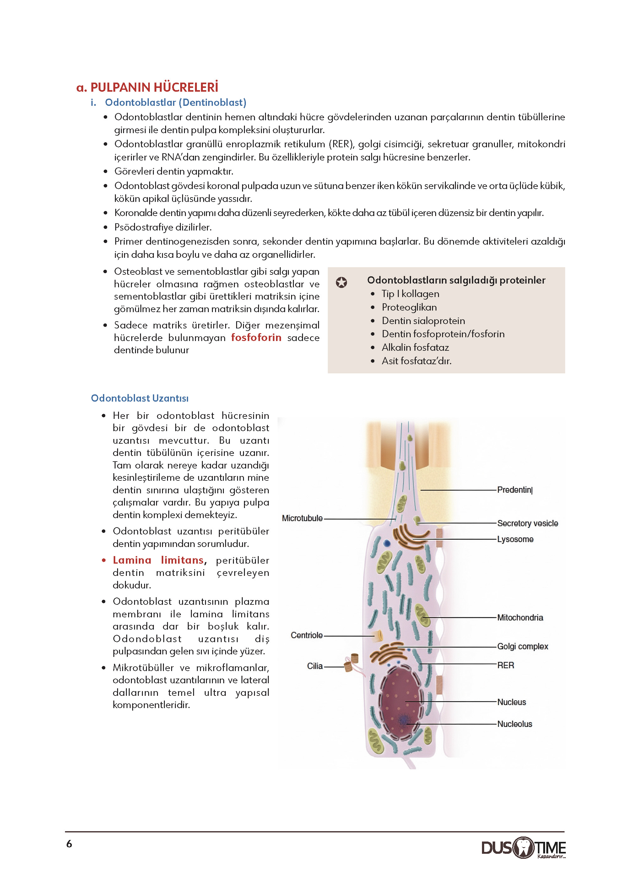 Endodonti