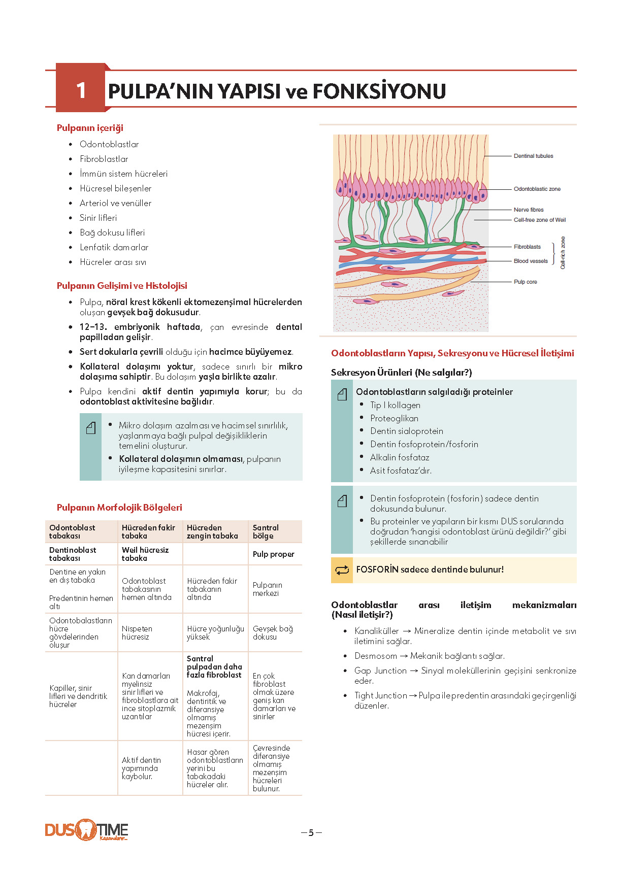 FastWay Endodonti