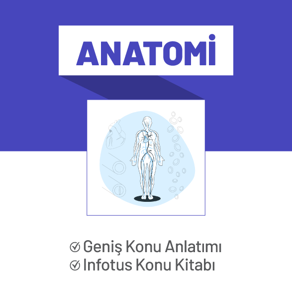 Anatomi