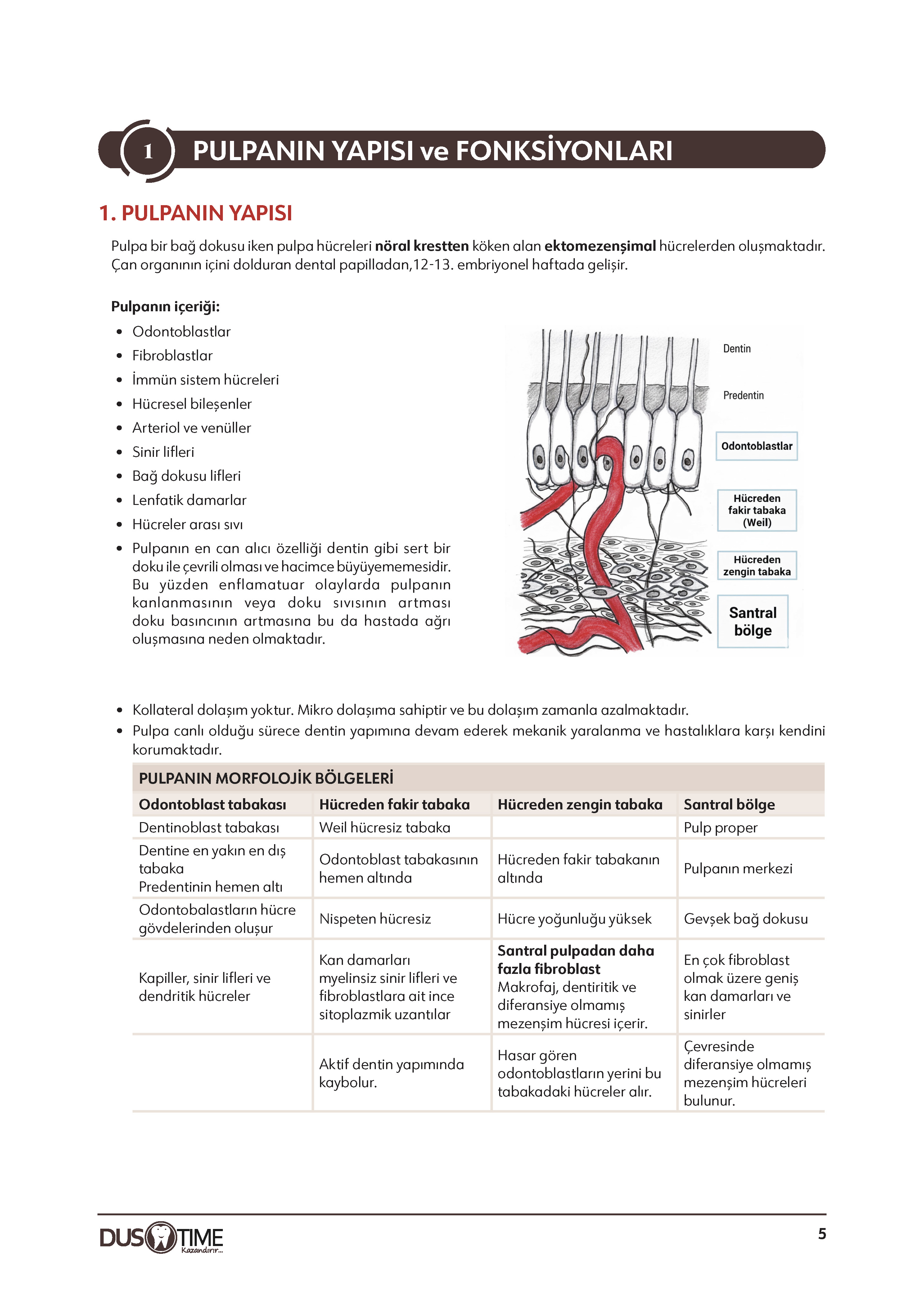 Endodonti