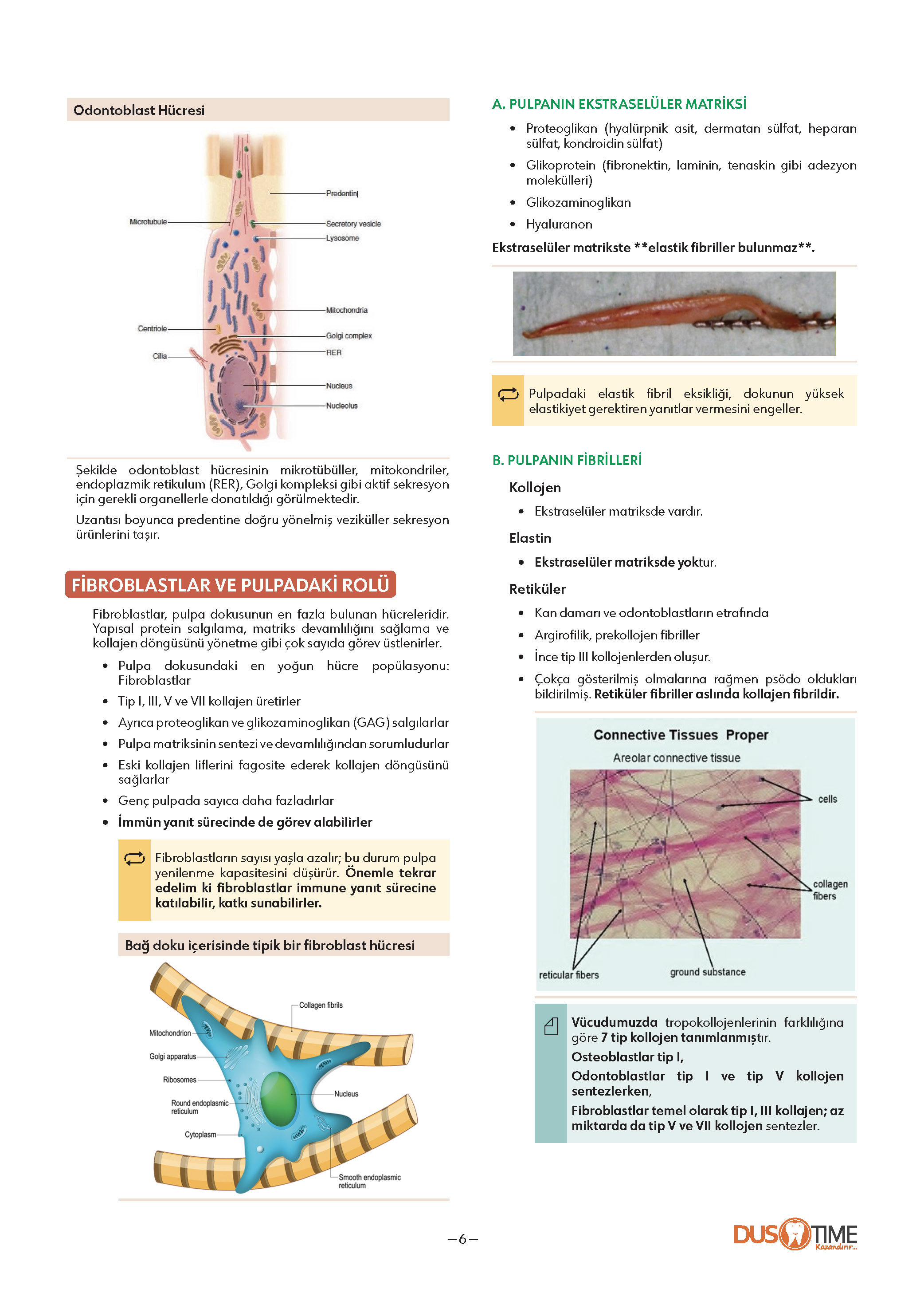 FastWay Endodonti