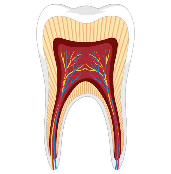 Endodonti