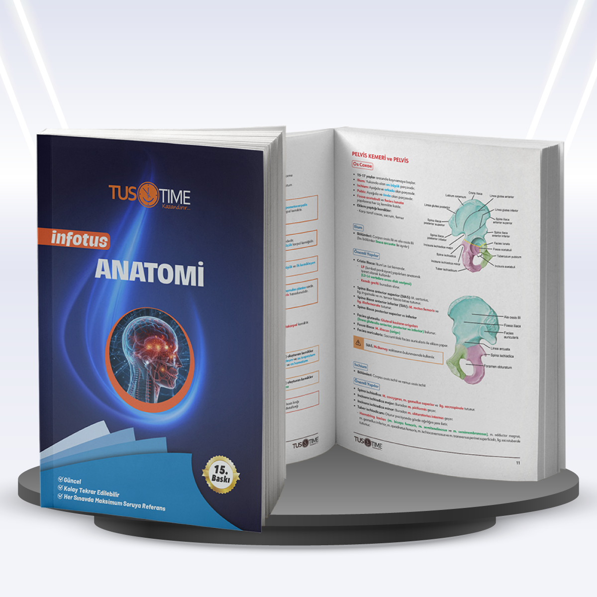 Anatomi
