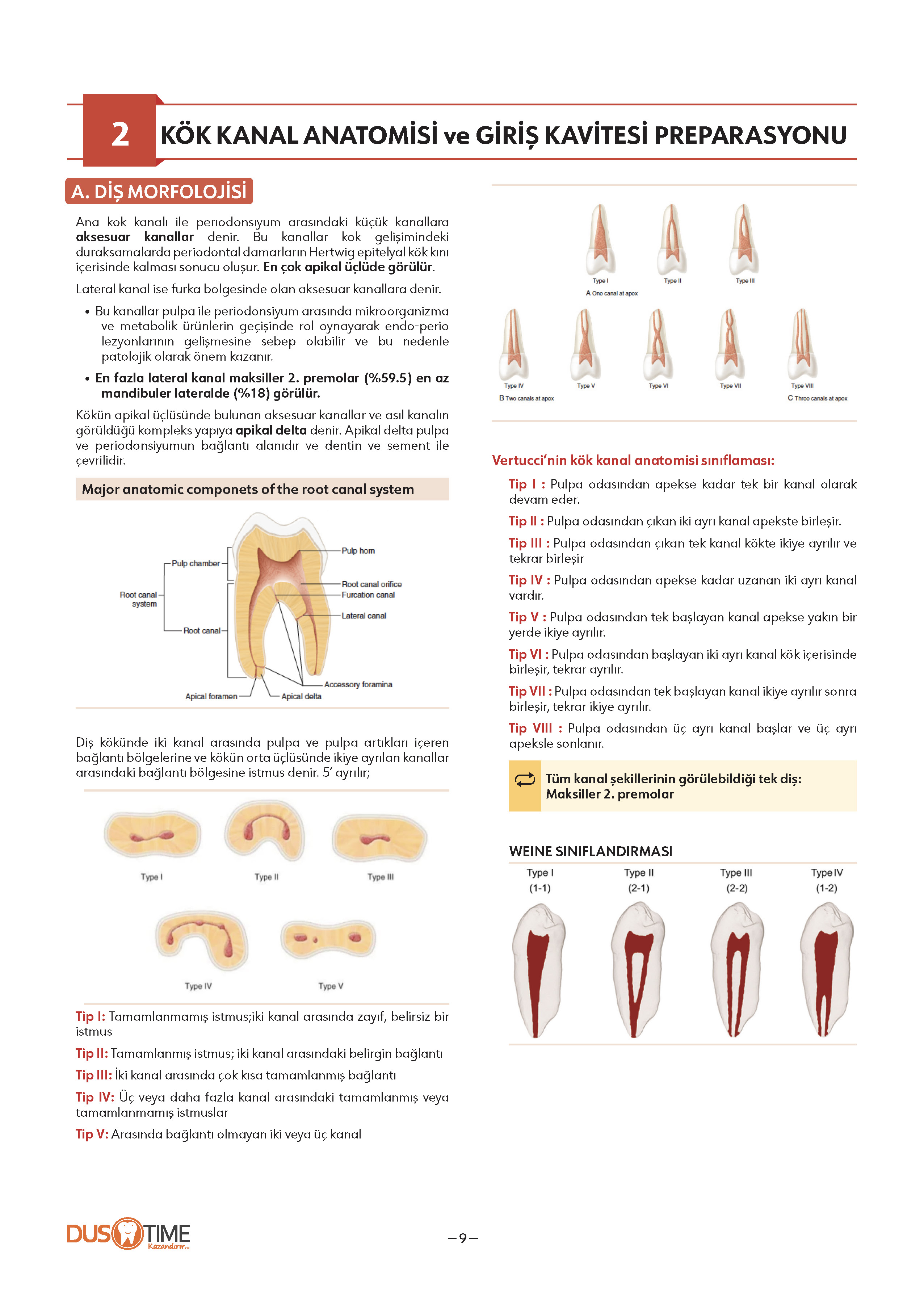 FastWay Endodonti
